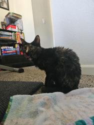 Reunited Female Cat last seen Ruddell bus stop by 25 ave, Lacey, WA 98503