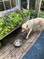 Found/Stray Female Dog last seen Quince and lynnfield road Memphis TN, Memphis, TN 38119