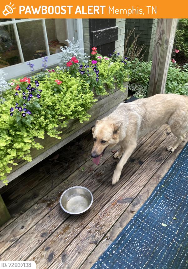 Found/Stray Female Dog last seen Quince and lynnfield road Memphis TN, Memphis, TN 38119