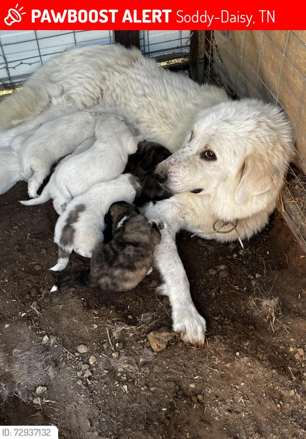 Lost Female Dog last seen Near Union fork road , Soddy-Daisy, TN 37379