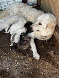 Lost Female Dog last seen Near Union fork road , Soddy-Daisy, TN 37379