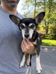 Reunited Female Dog last seen Country Place Drive, East Hempfield Township, PA 17601