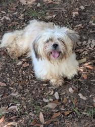 Found/Stray Unknown Dog last seen maa bear creek apmts , Euless, TX 76039