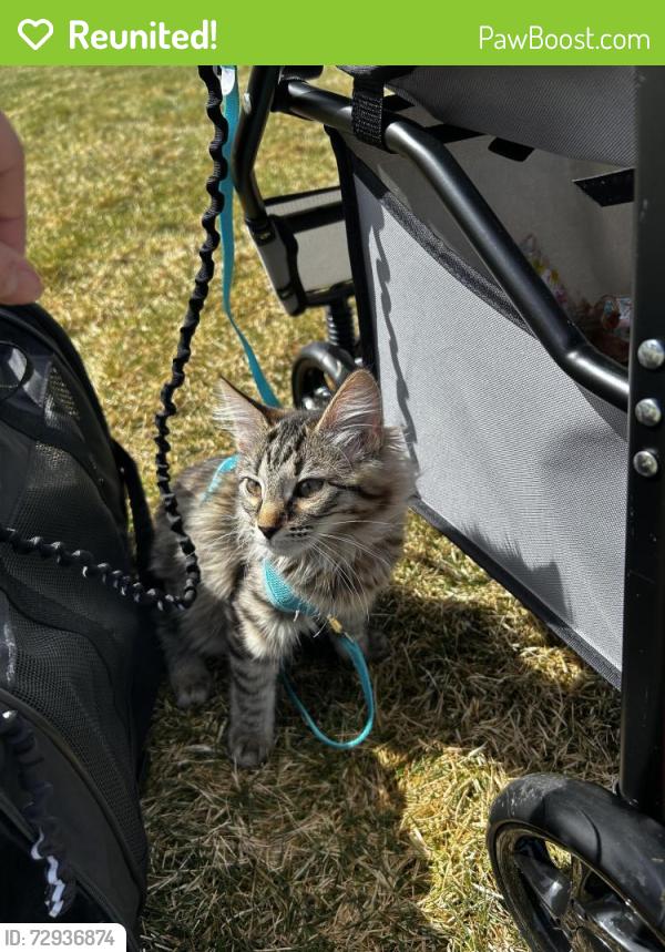 Reunited Female Cat last seen Ablersons, Bozeman, MT 59718