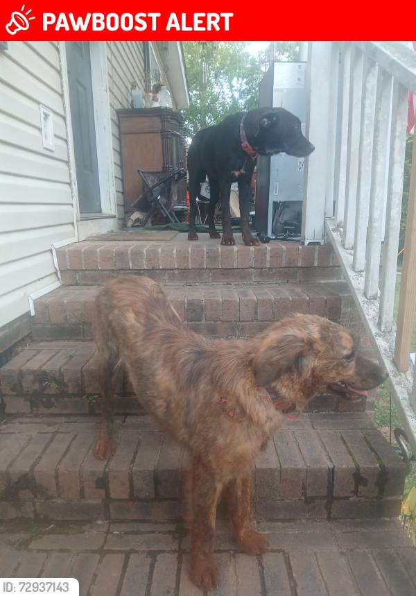 Lost Male Dog last seen Stanton Bridge rd, Greenville County, SC 29611