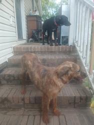 Lost Male Dog last seen Stanton Bridge rd, Greenville County, SC 29611