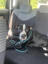 Reunited Male Dog last seen dittmar , Austin, TX 78748
