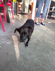 Reunited Male Dog last seen Timberside Dr and Sun valley dr, Houston, TX 77025