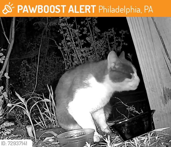 Found/Stray Unknown Cat last seen Trenton & Lehigh, Philadelphia, PA 19125