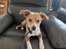 Found/Stray Female Dog last seen Timberland dr, Umatilla, FL 32784