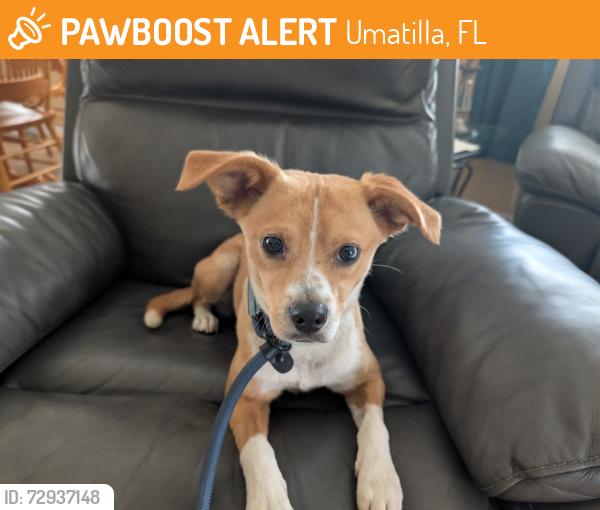 Found/Stray Female Dog last seen Timberland dr, Umatilla, FL 32784