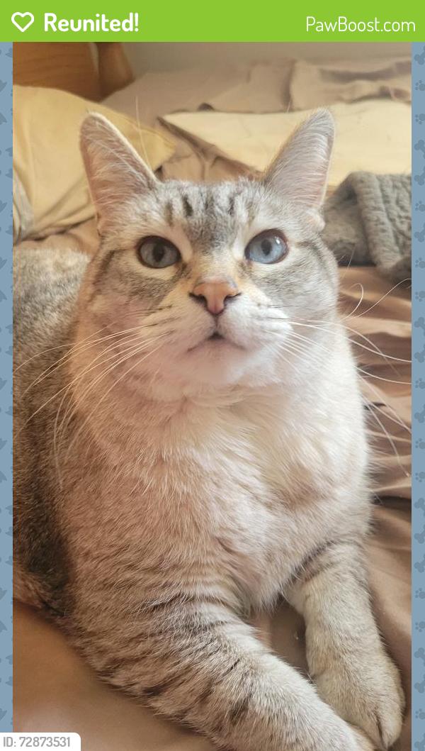 Reunited Female Cat last seen 9 mile and Greater Mack, St. Clair Shores, MI 48080