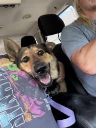 Reunited Female Dog last seen Anglin & May, Cleburne, TX 76031
