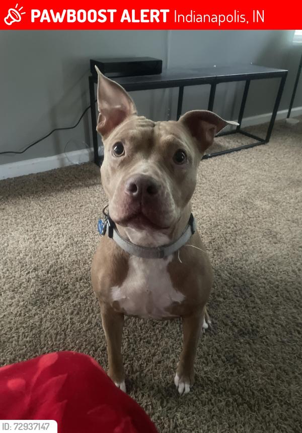 Lost Female Dog last seen Aylesford Ln. , Indianapolis, IN 46228