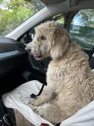 Reunited Male Dog last seen Near NW 9th Ct, Pompano Beach, FL 33069, USA, Pompano Beach, FL 33069