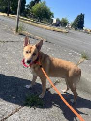Shelter Stray Female Dog last seen Seattle, WA 98121, Seattle, WA 98119