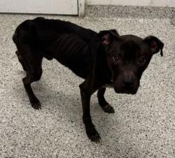 Shelter Stray Male Dog last seen Near Eastern Ave, 64129, MO, Kansas City, MO 64132