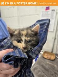 Shelter Stray Female Cat last seen Near Shannon DR, 21213, MD, Baltimore, MD 21230