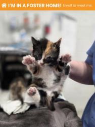 Shelter Stray Female Cat last seen Near Shannon DR, 21213, MD, Baltimore, MD 21230