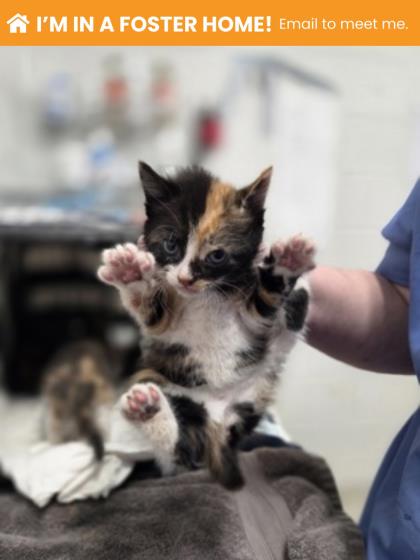 Shelter Stray Female Cat last seen Near Shannon DR, 21213, MD, Baltimore, MD 21230