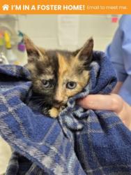 Shelter Stray Female Cat last seen Near Shannon DR, 21213, MD, Baltimore, MD 21230
