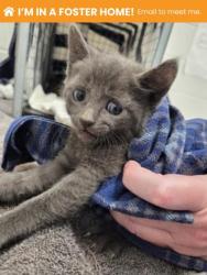 Shelter Stray Male Cat last seen Near Shannon DR, 21213, MD, Baltimore, MD 21230