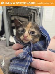 Shelter Stray Female Cat last seen Near Shannon DR, 21213, MD, Baltimore, MD 21230