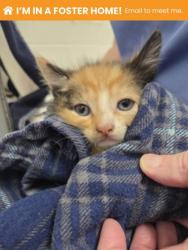 Shelter Stray Female Cat last seen Near Shannon DR, 21213, MD, Baltimore, MD 21230