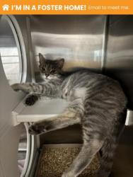 Shelter Stray Female Cat last seen Near Western Run Dr, 21209, MD, Baltimore, MD 21230