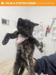 Shelter Stray Female Cat last seen Near Western Run Dr, 21209, MD, Baltimore, MD 21230