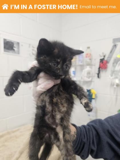 Shelter Stray Female Cat last seen Near Western Run Dr, 21209, MD, Baltimore, MD 21230