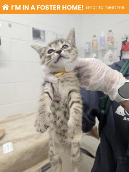 Shelter Stray Female Cat last seen Near Western Run Dr, 21209, MD, Baltimore, MD 21230