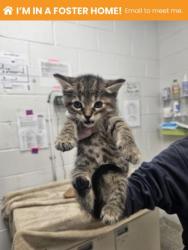 Shelter Stray Female Cat last seen Near Western Run Dr, 21209, MD, Baltimore, MD 21230