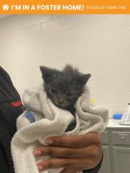 Shelter Stray Female Cat last seen Boarman + E Wabash, 21215, MD, Baltimore, MD 21230