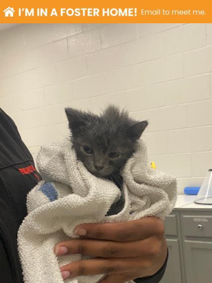 Shelter Stray Female Cat last seen Boarman + E Wabash, 21215, MD, Baltimore, MD 21230