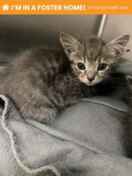 Shelter Stray Female Cat last seen Boarman + E Wabash, 21215, MD, Baltimore, MD 21230