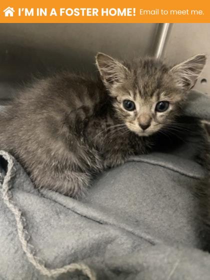 Shelter Stray Female Cat last seen Boarman + E Wabash, 21215, MD, Baltimore, MD 21230
