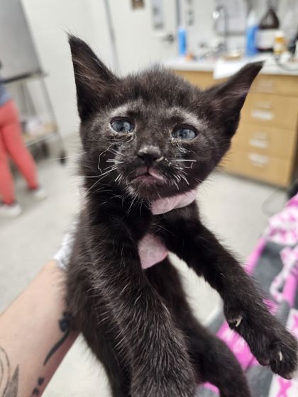 Shelter Stray Male Cat last seen Near Round Rd, Baltimore, MD 21225, 21225, MD, Baltimore, MD 21230
