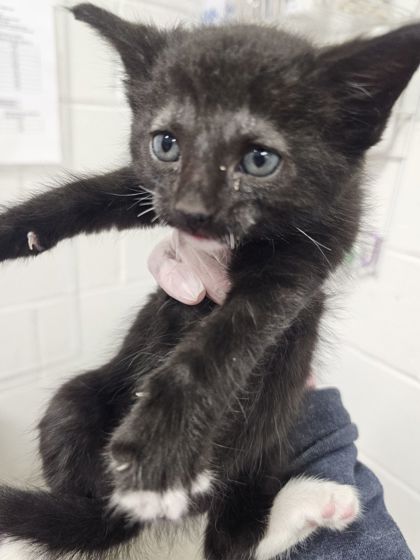 Shelter Stray Female Cat last seen Near Round Rd, Baltimore, MD 21225, 21225, MD, Baltimore, MD 21230