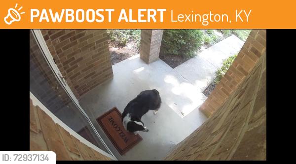 Found/Stray Unknown Dog last seen Veterans Park, Lexington, KY 40515