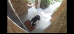 Found/Stray Unknown Dog last seen Veterans Park, Lexington, KY 40515