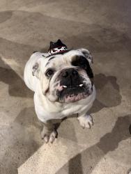 Reunited Male Dog last seen Cliffwood Dr, Garland, TX 75043, USA, Garland, TX 75043