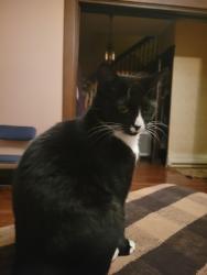 Reunited Female Cat last seen Near McPherson ave, Bethel Park, PA 15102
