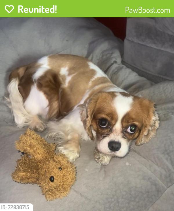 Reunited Female Dog last seen Menard and Hirsch, Chicago, IL 60651
