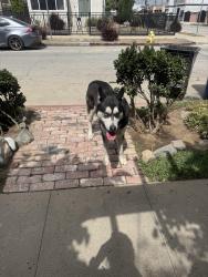 Found/Stray Male Dog last seen 67th and 7th Ave , View Park, CA 90043