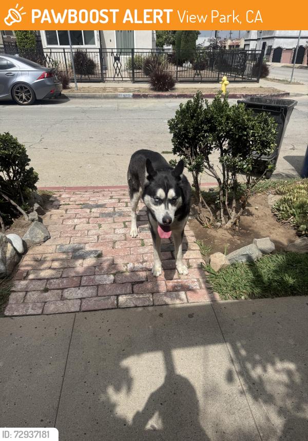 Found/Stray Male Dog last seen 67th and 7th Ave , View Park, CA 90043