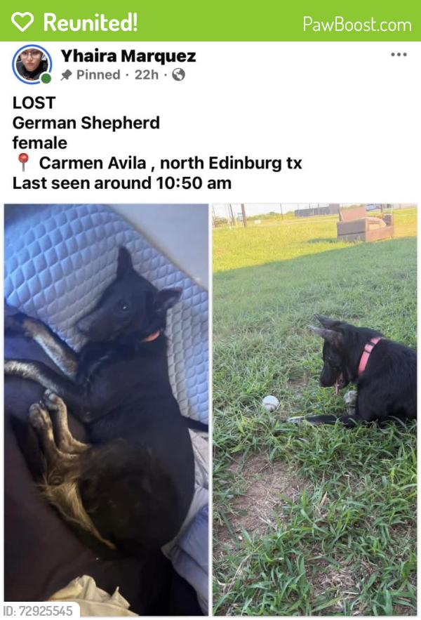 Reunited Female Dog last seen Carmen Ávila , Edinburg, TX 78542