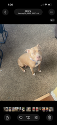 Reunited Female Dog last seen 38th St & Kessler, Indianapolis, IN 46228