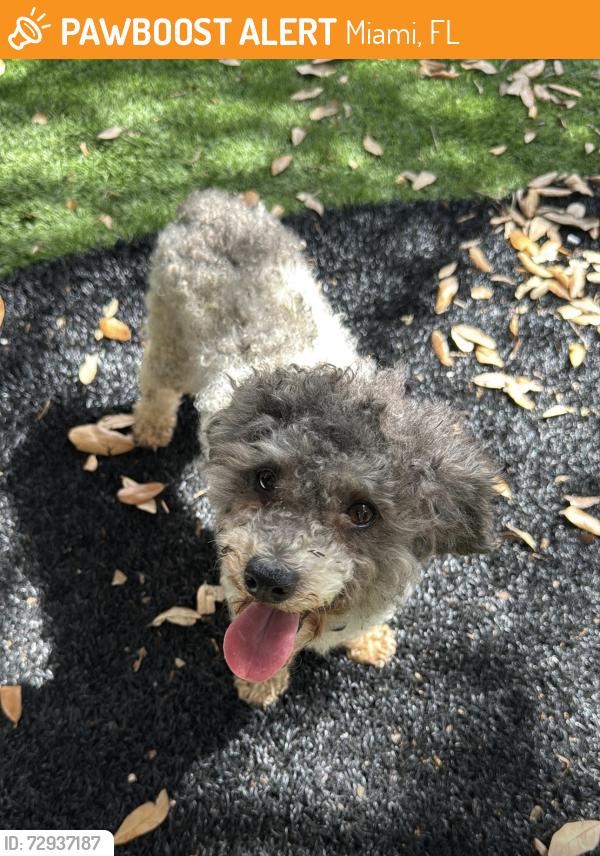 Found/Stray Male Dog last seen Coray way, miami dade, Florida, Miami, FL 33145