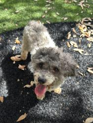Found/Stray Male Dog last seen Coray way, miami dade, Florida, Miami, FL 33145